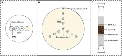 Enhancement on migration and biodegradation of Diaphorobacter sp. LW2 mediated by Pythium ultimum in soil with different particle sizes